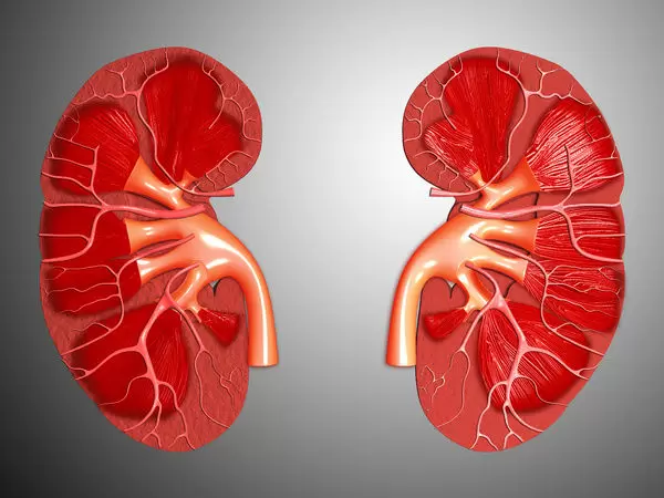 The Kidney